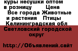 куры несушки.оптом 160 в розницу 200 › Цена ­ 200 - Все города Животные и растения » Птицы   . Калининградская обл.,Светловский городской округ 